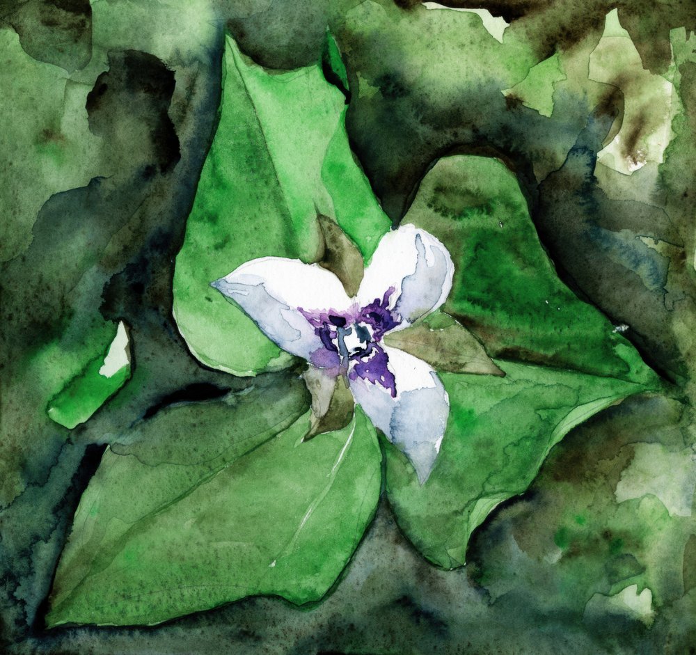 白いトリリウムの開花 作： 