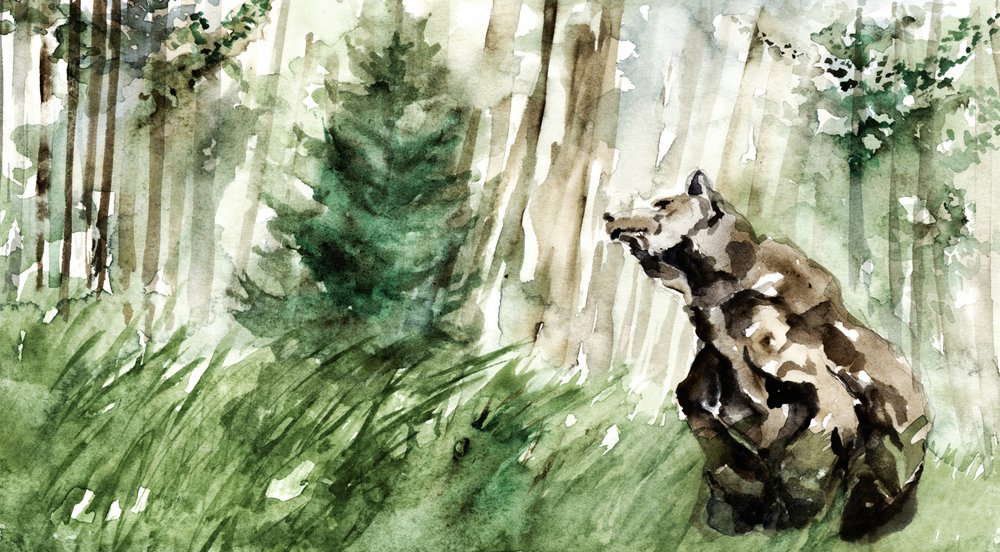 野生の森のクマ 作： 