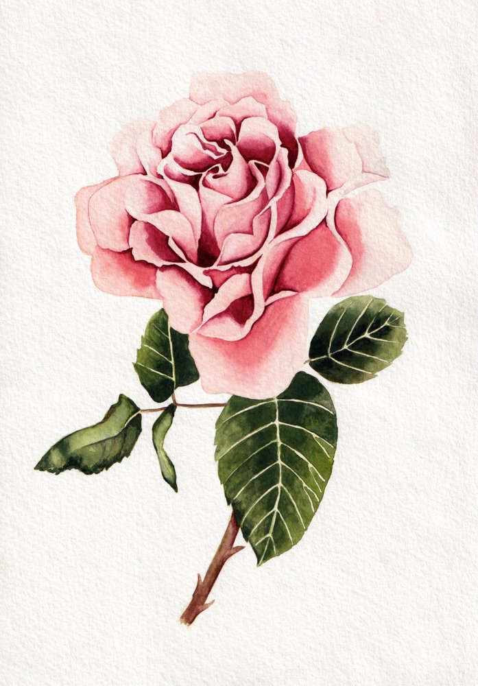 優雅なピンクのバラの花 作： 