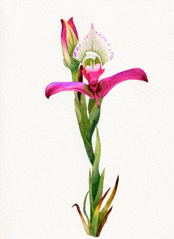 ピンクのランの花 作： 
