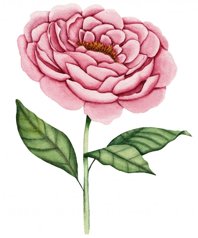 ピンクの牡丹の花 作： 