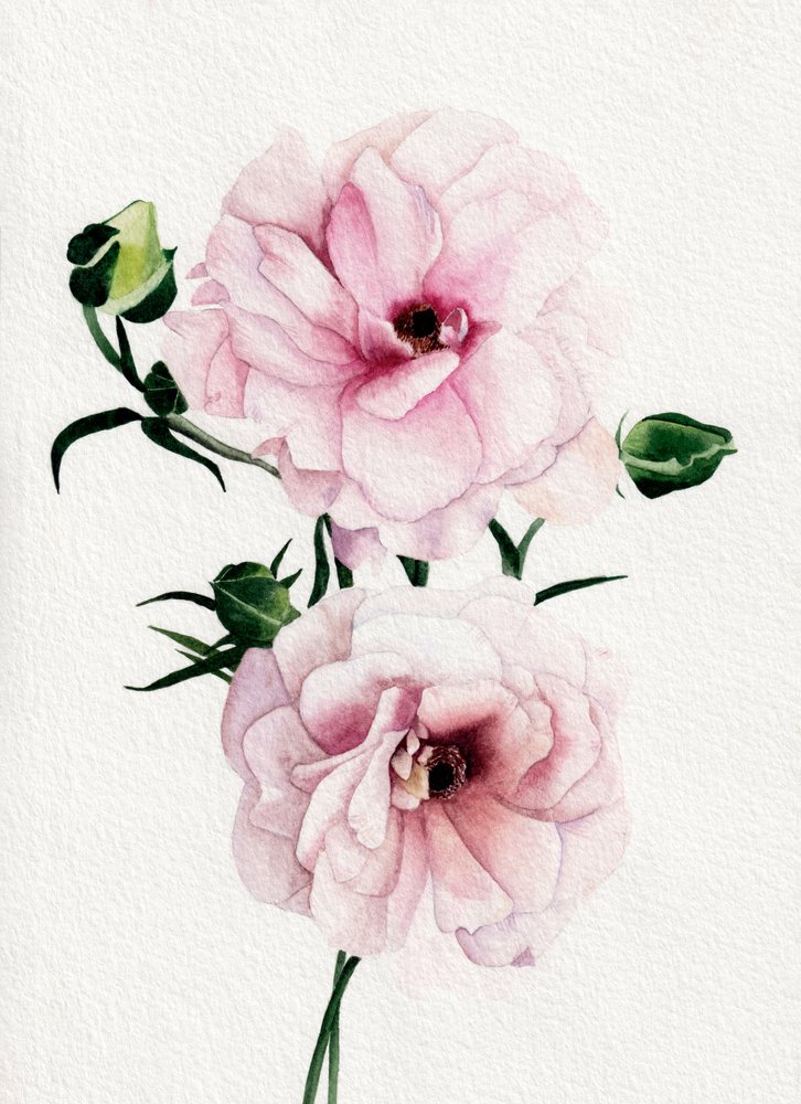ピンクの水彩画の花 作： 