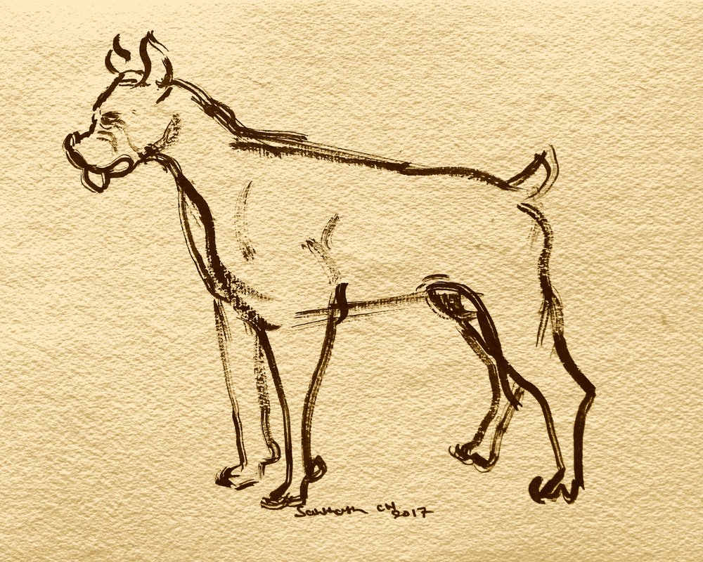 ボクサー犬のスケッチ 作： 