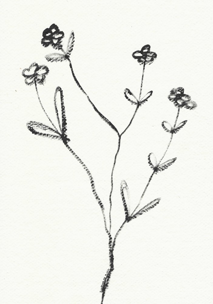 ミニマリストの植物画 作： 