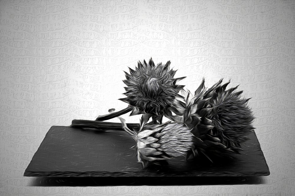 モノクロのアーティチョークの静物画 作： 