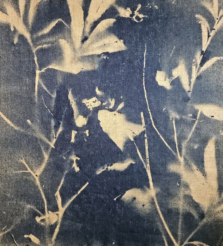 青い植物の影 作： 