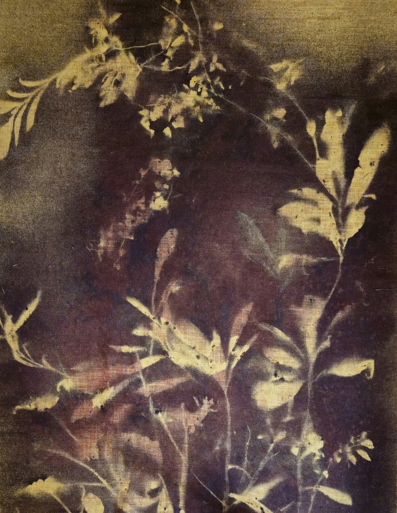 暗い植物習作 作： 