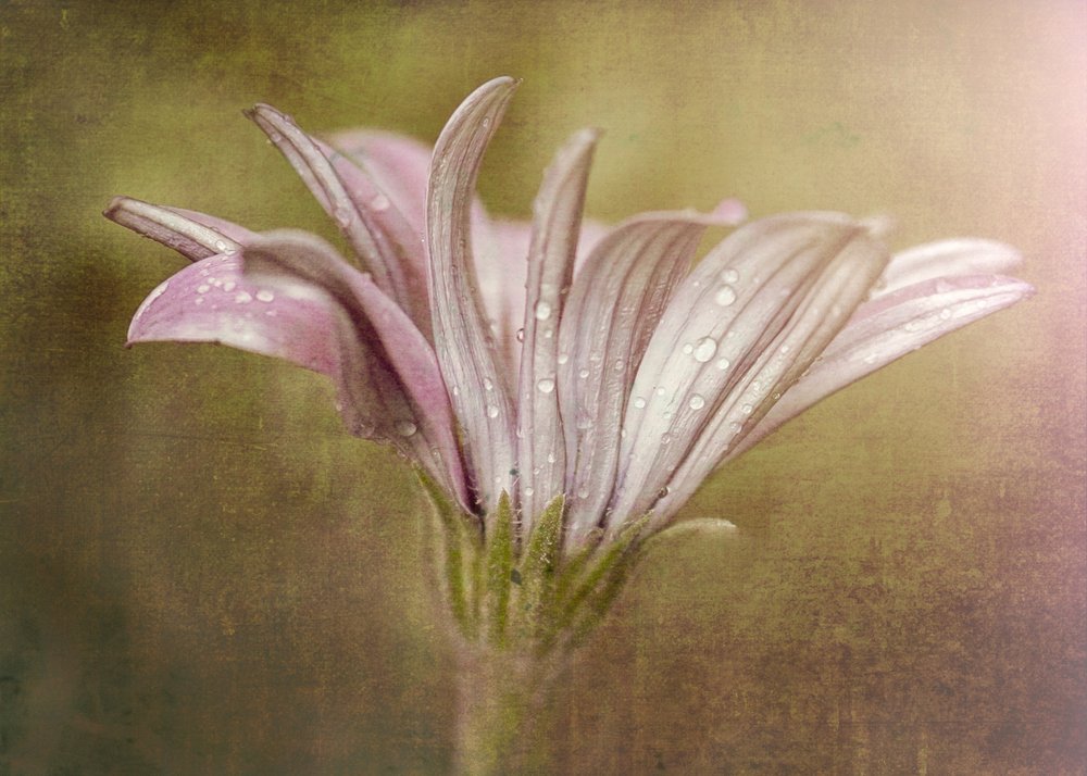 繊細な露の雫のような花 作： 