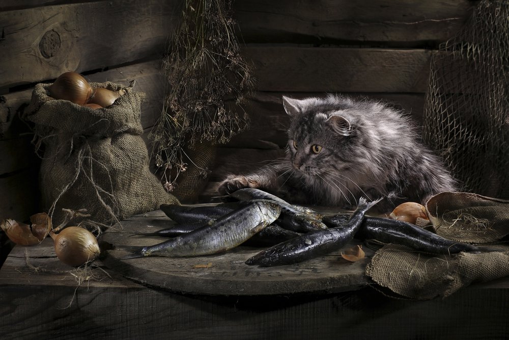 好奇心旺盛な猫と魚 作： 