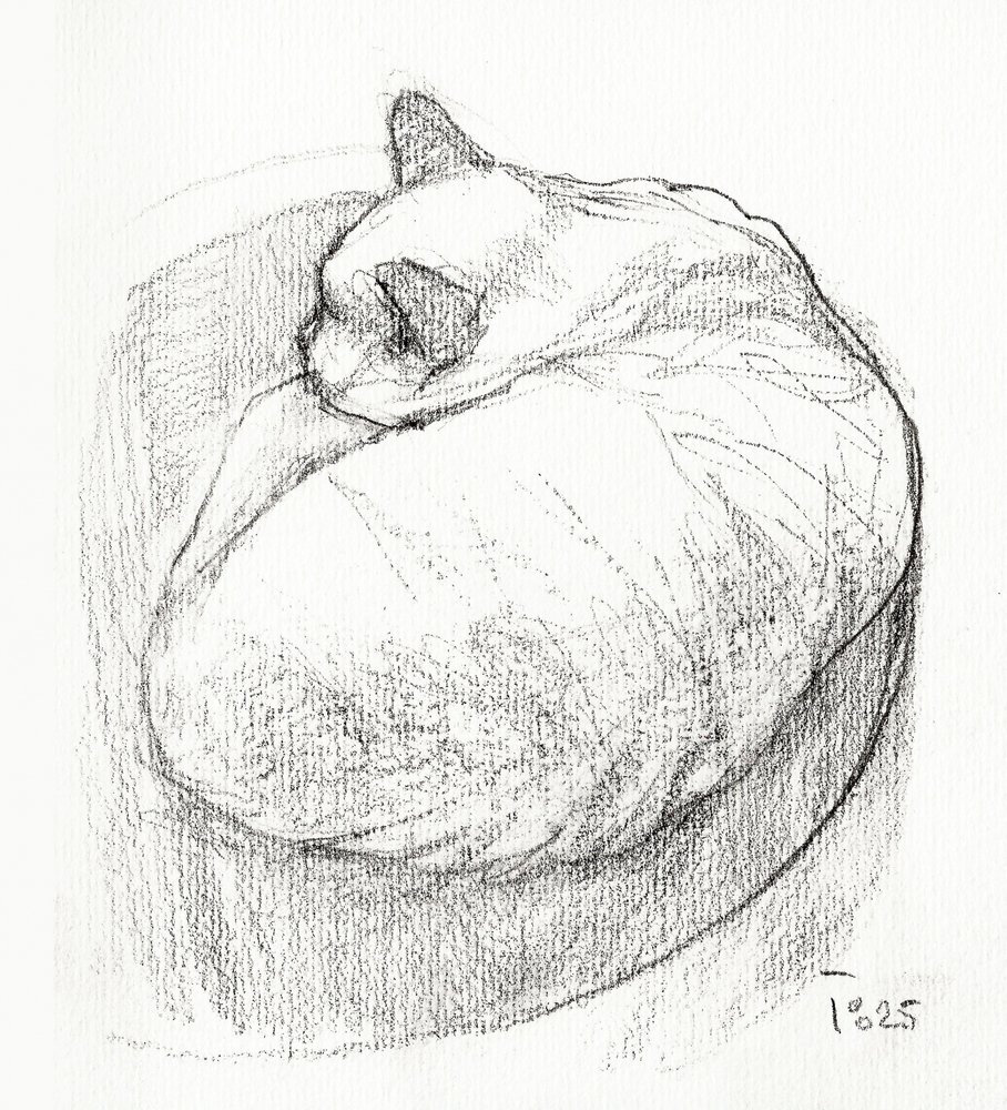 丸まってくつろぐ猫 作： 