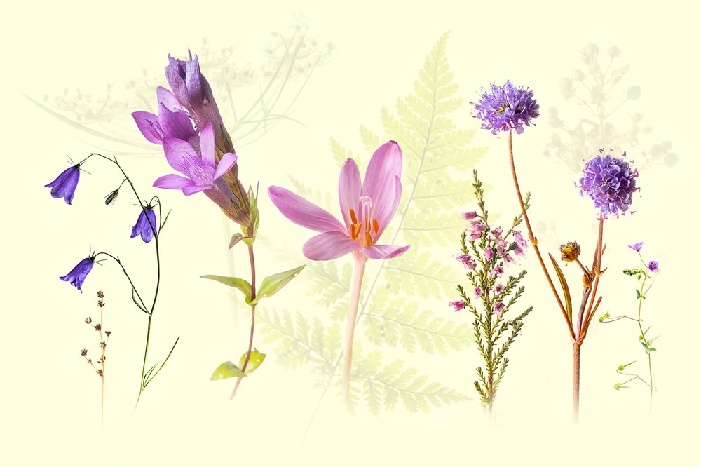 春の花のメドレー 作： 