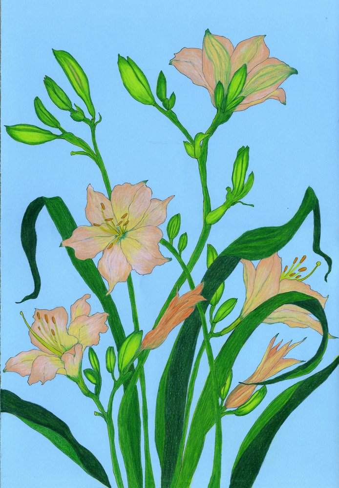 柔らかな桃色の花々 作： 