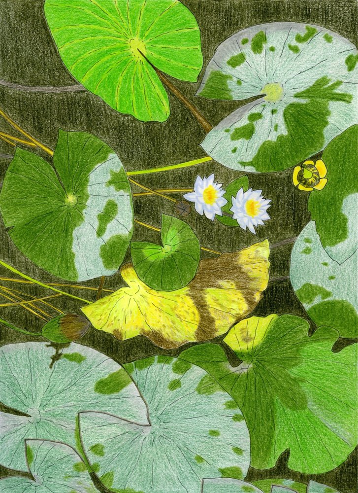 静かな睡蓮 作： 