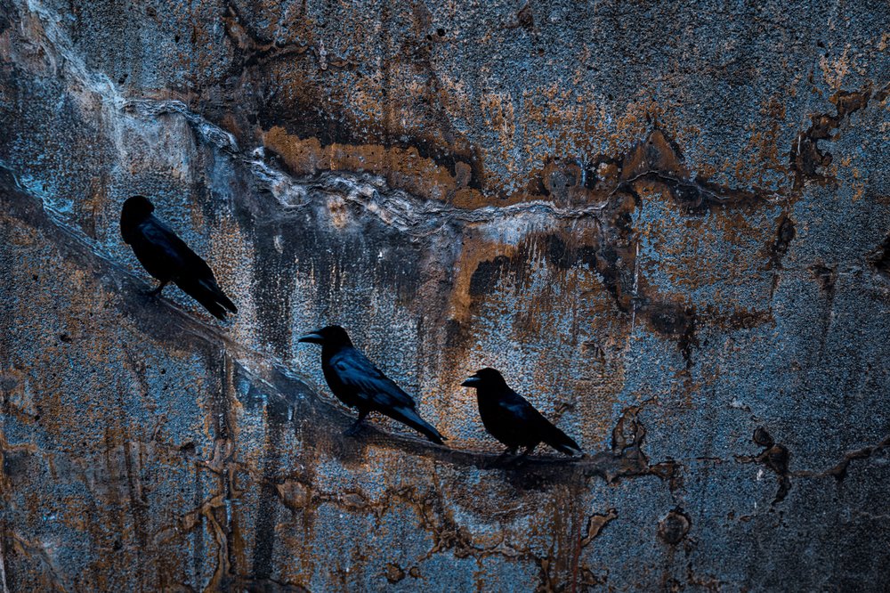 3羽のカラス、暗い壁 作： 