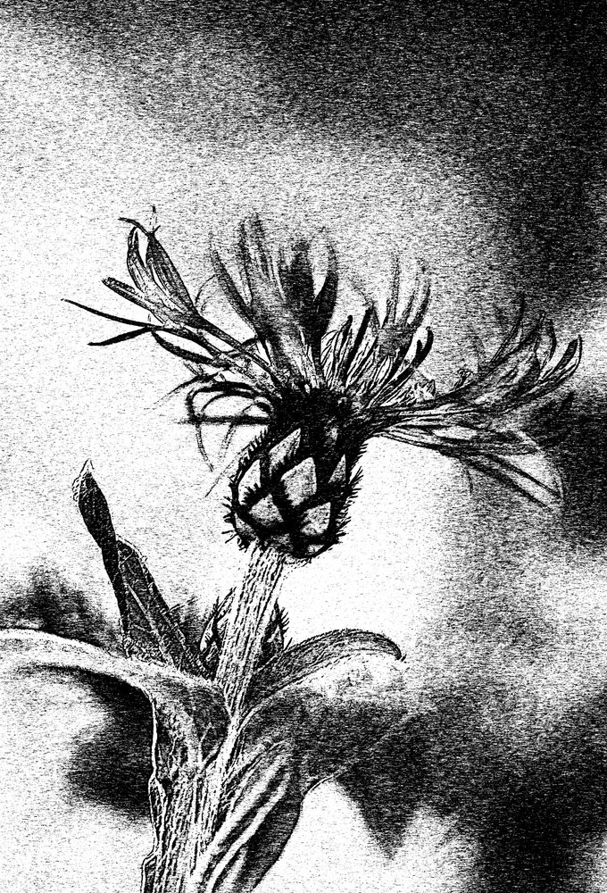 繊細な花のスケッチ 作： 