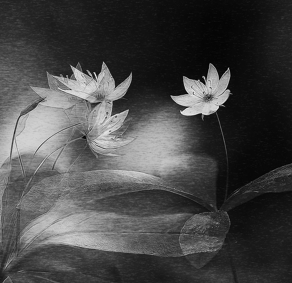 優雅な植物の輝き 作： 