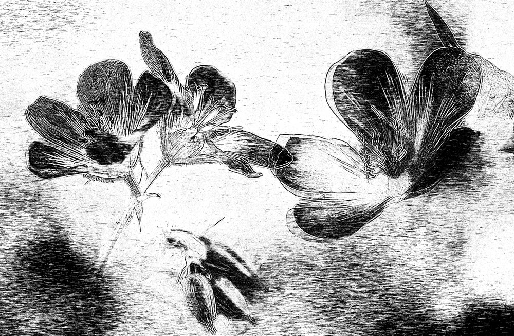 優雅な花の素描 作： 