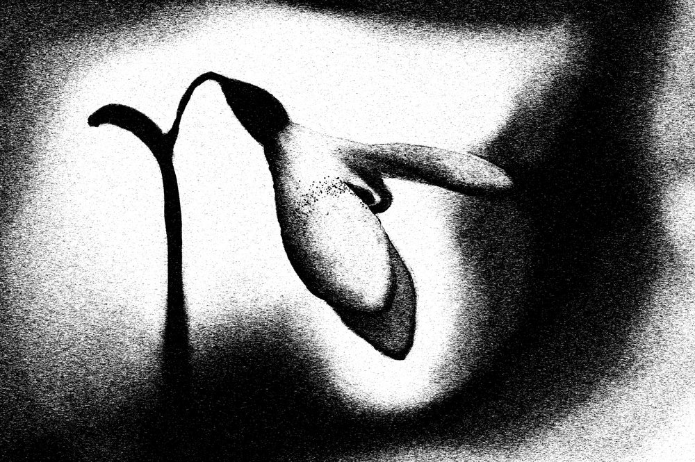 優美なスノードロップの花 作： 