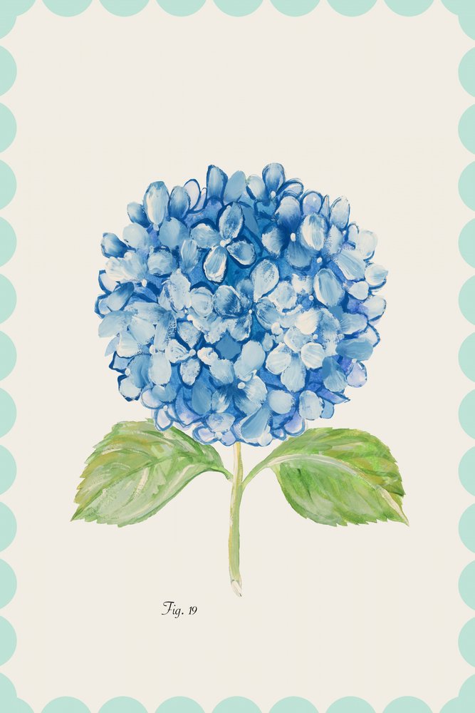 青いアジサイのイラスト 作： 