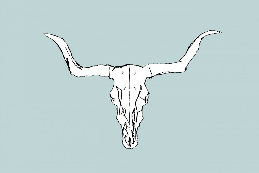 デザート・ブルの頭蓋骨 作： 