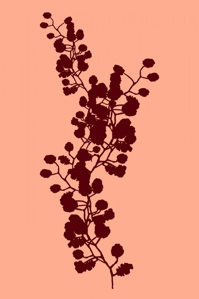 ピーチの植物シルエット 作： 