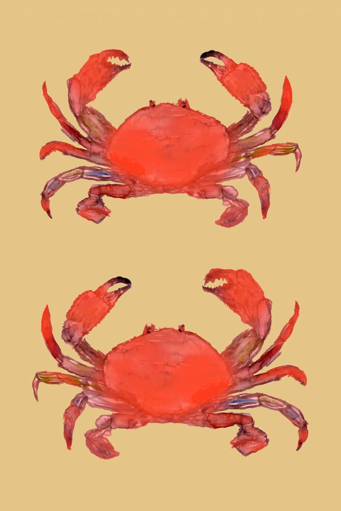 鮮やかな赤いカニ 作： 