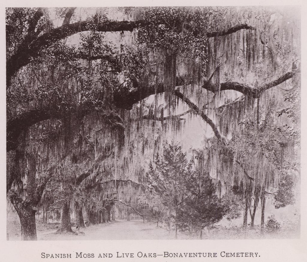 スパニッシュモスとライブオーク、ボナベンチャー墓地（モノクロ写真