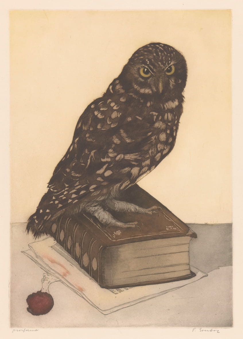 本の上に座っているフクロウ