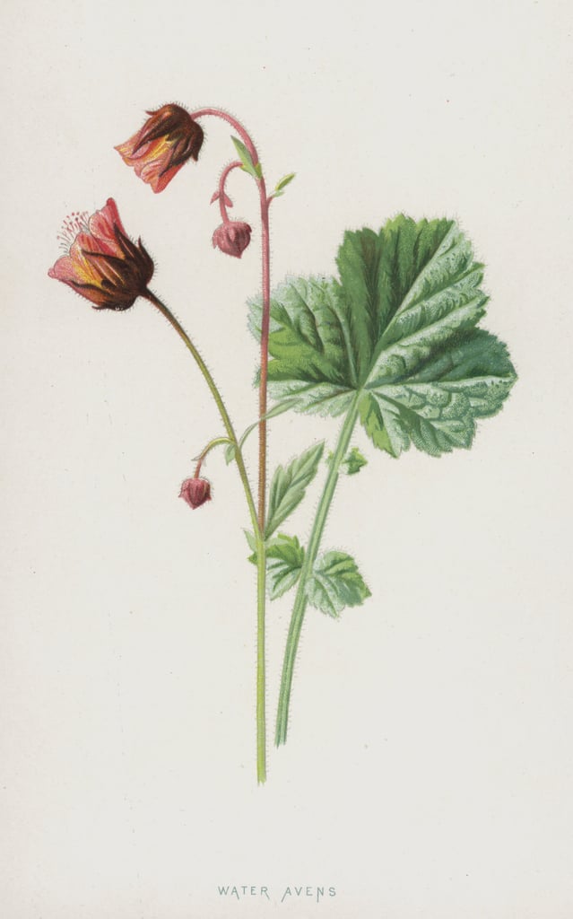 ウォーターアベンス（クロモリト）