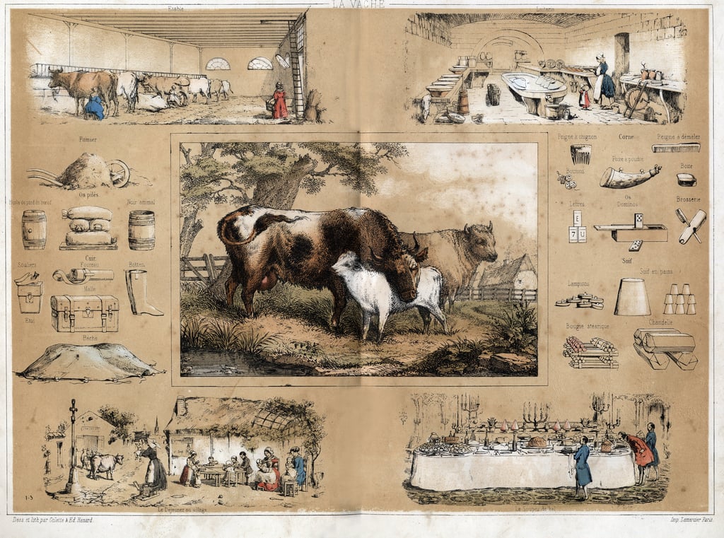 牛の様々な生産物や用途についての説明：搾乳と牛乳の生産、チーズが作られる酪農場の様子、村の農民の食卓や世界のビュッフェで見られるチーズ