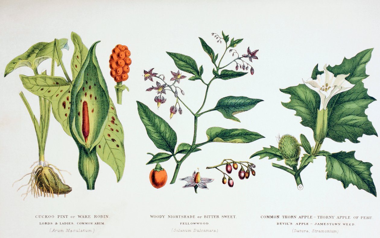 一般的な有毒植物、c.1890（カラー彫刻） 作： 英語学校