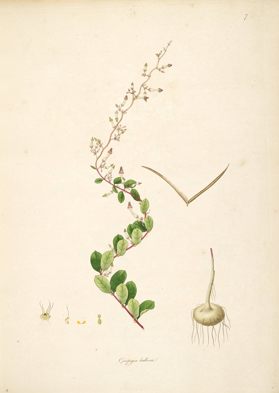 Ceropegia bulbosa、Apocynaceae、Asclepiadoideaeのイラスト 作： 匿名