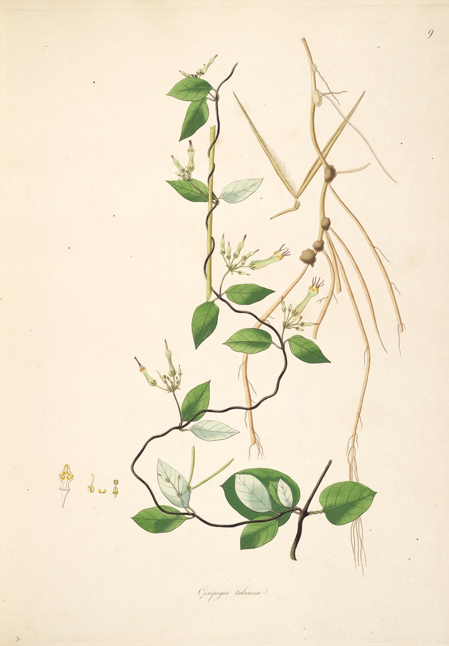 Ceropegia tuberosa（= Ceropegia candelabrum subsp。tuberosa）、Apocynaceae、Asclepiadoideaeのイラスト 作： 匿名