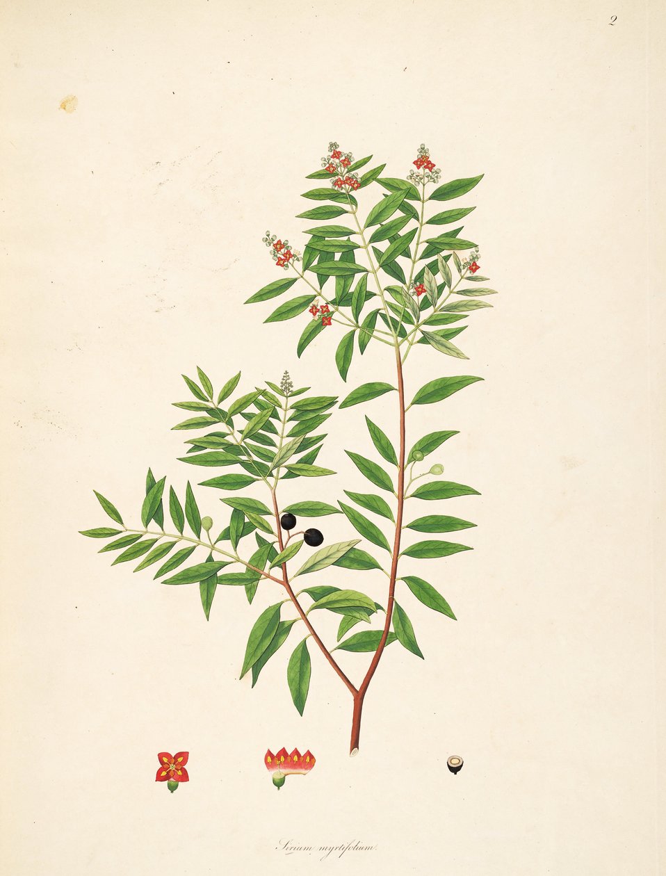 Sirium myrtifolium（= Santalumアルバム）、Santalaceaeのイラスト 作： 匿名