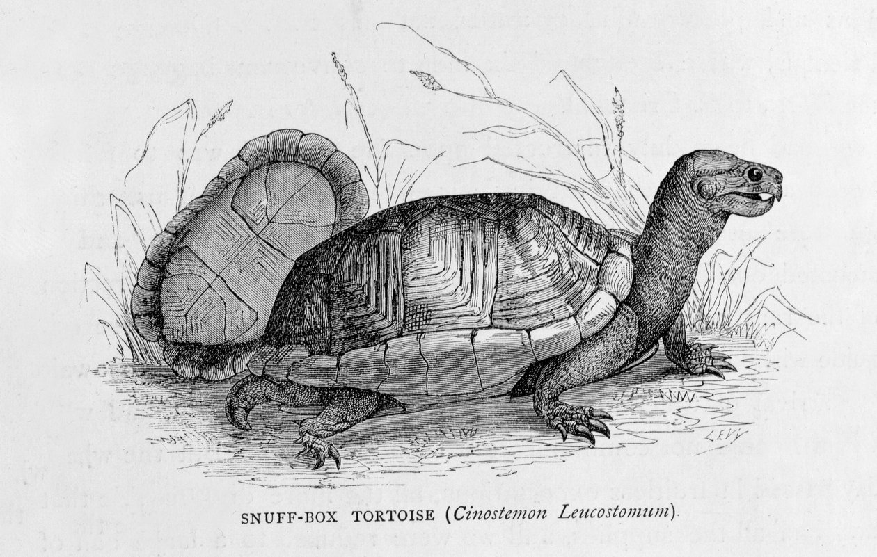 スヌーフボックストータス（Cinostemon Leucostomum）、「新世界の古代都市」、クロードジョセフデザイアシャルネ作、パブ。 1887（彫刻） 作： フランス語学校