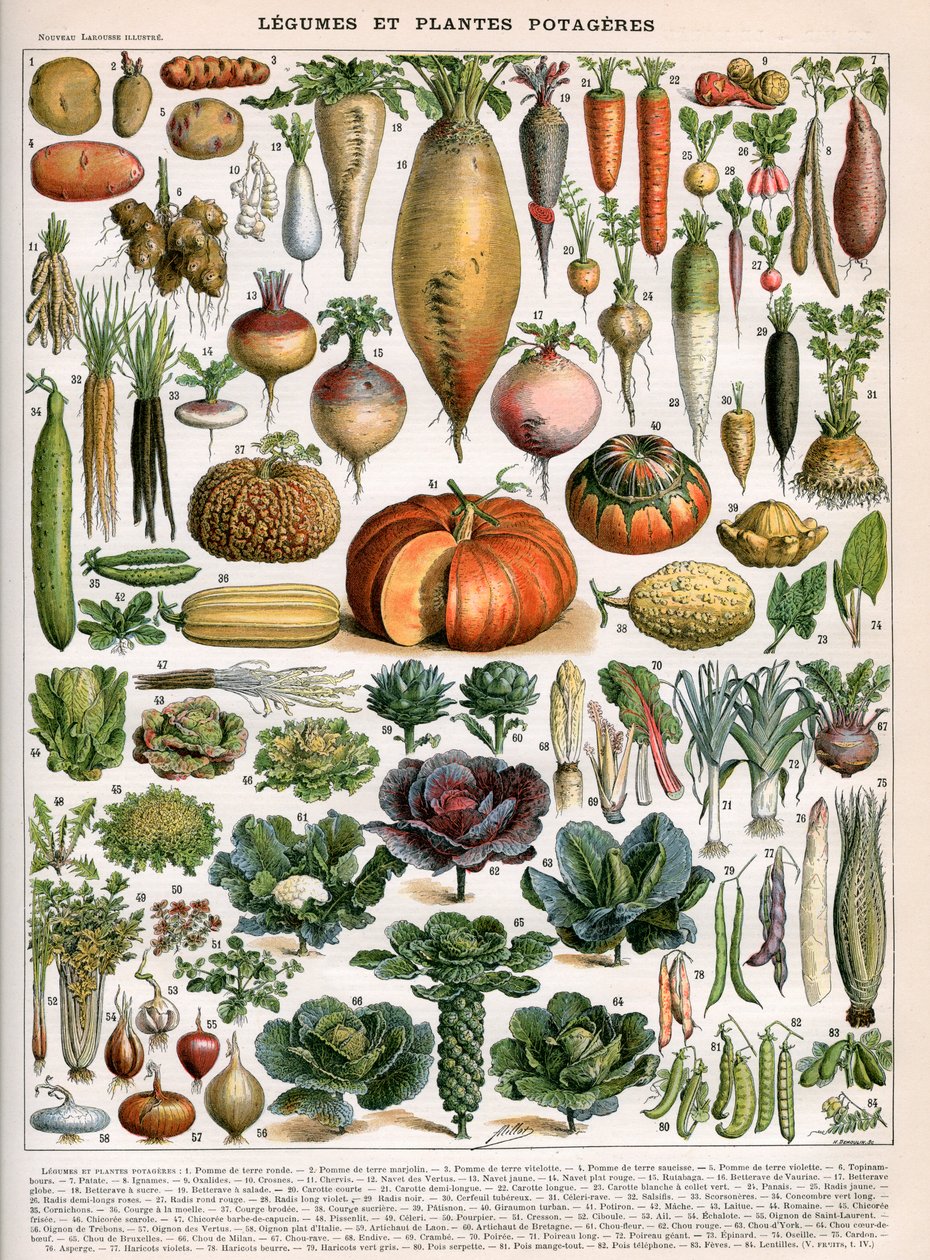 野菜品種のイラスト、1905-10年頃（カラーリトグラフ 作： （後）アリロット