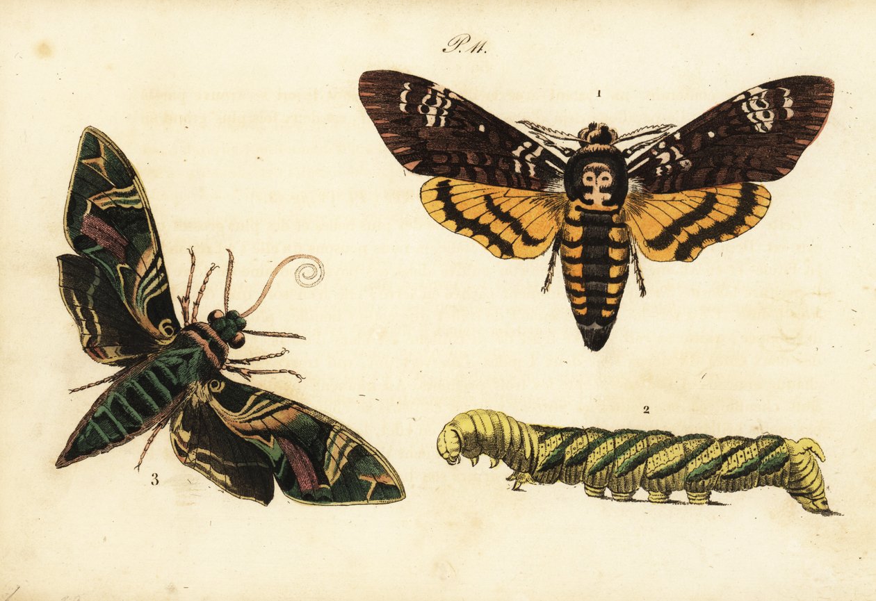 アフリカの死者はスズメガと幼虫、Acherontia atropos 1,2、キョウチクトウの蛾、Daphnis nerii 3 作： 不明