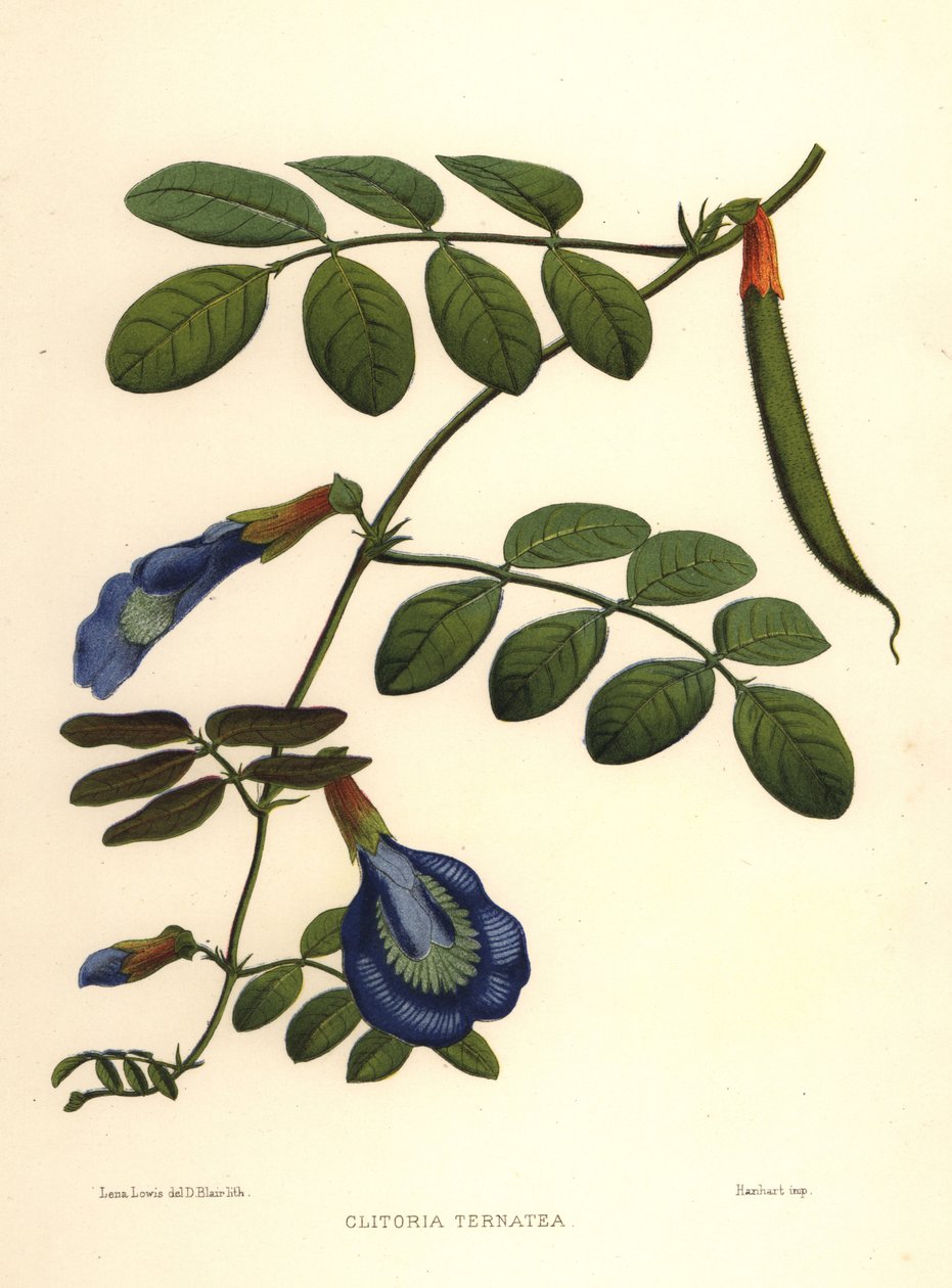 アジアのハト、蝶のエンドウまたはダーウィンのエンドウ、Clitoria ternatea 作： 不明