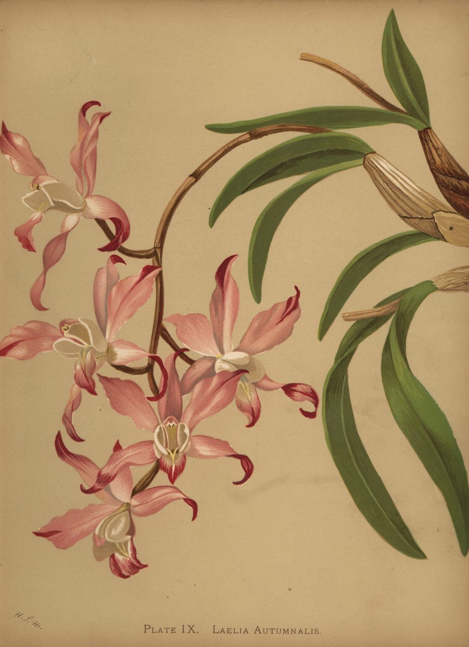 秋のラエリアン蘭、Laelia autumnalis 作： 不明