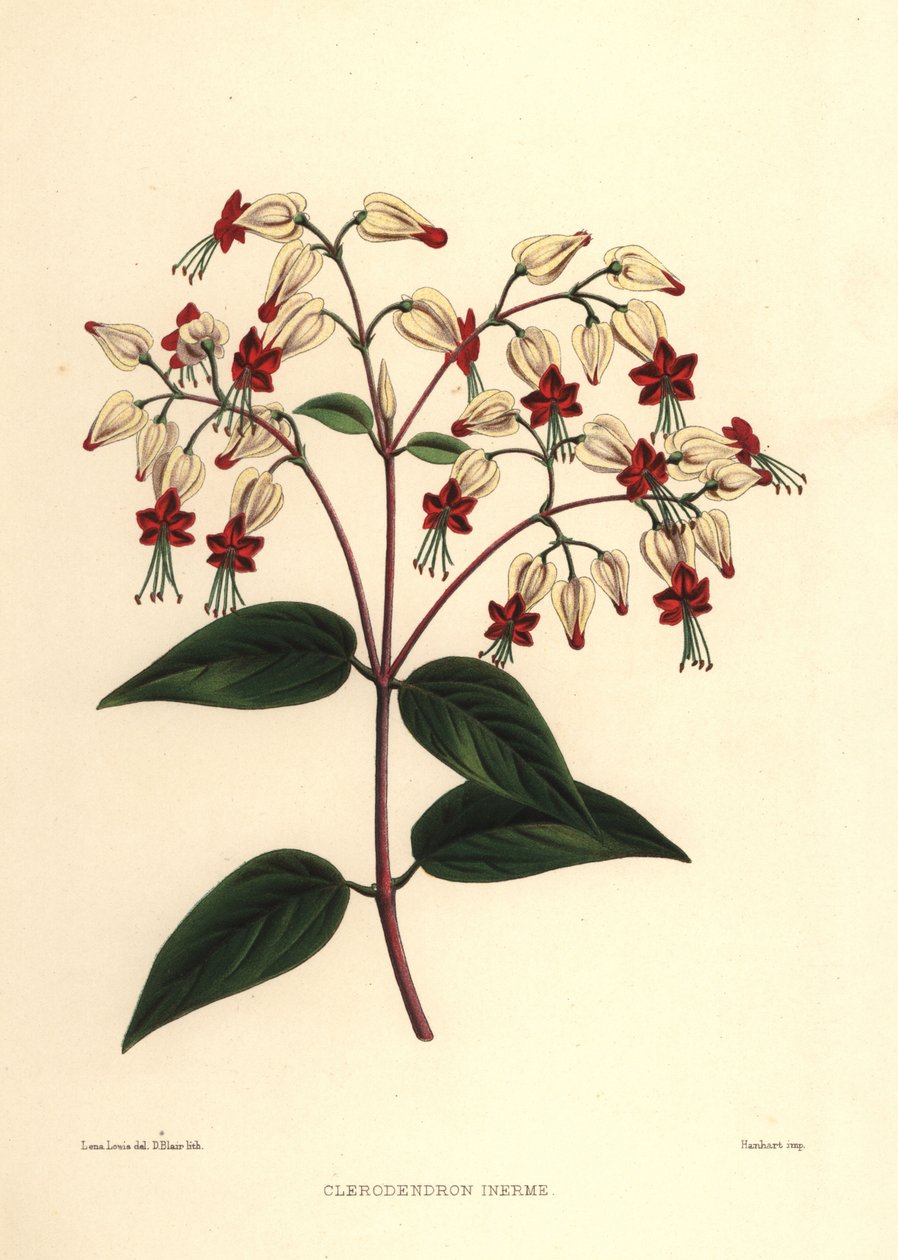 出血栄光または美しさのブッシュ、Clerodendrum thomsoniae（Clerodendron inerme、Clerodendron thomsones） 作： 不明