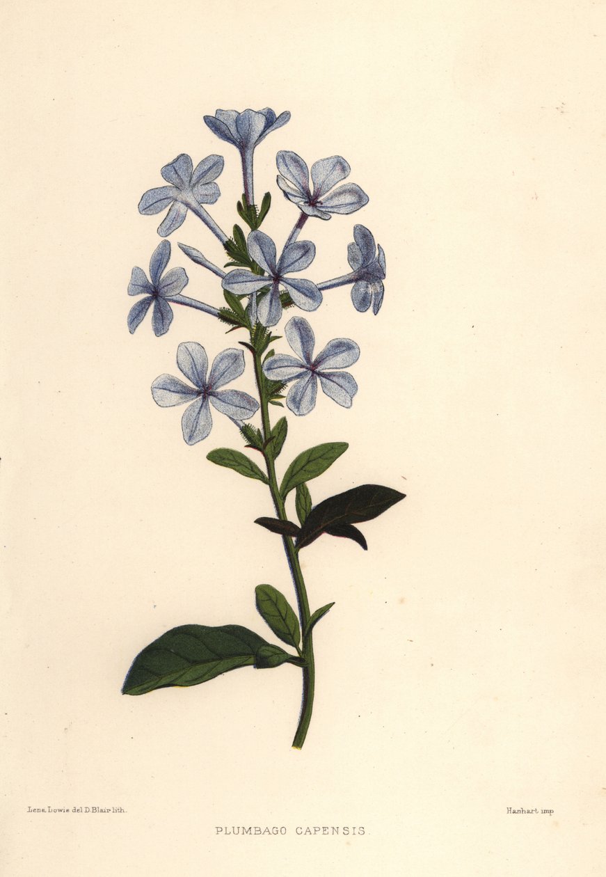青い梅または岬ヨモギ、Plumbago auriculata（Plumbago capensis） 作： 不明
