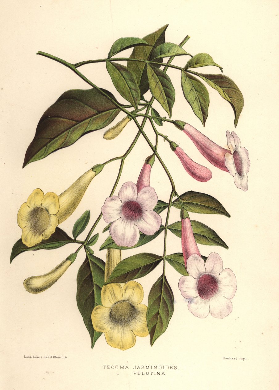 美しさのバウアー、Pandorea jasminoides（Tecoma jasminoides）と黄色のトランペットブッシュ、Tecoma stans（Tecoma velutina） 作： 不明