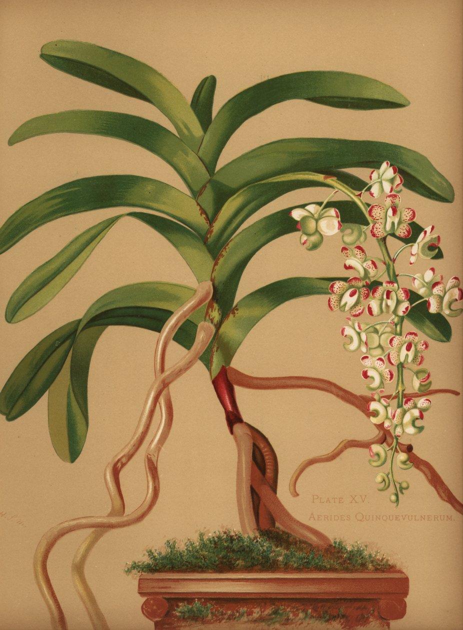 猫の尾またはキツネのブラシの蘭、Aerides quinquevulnera 作： 不明