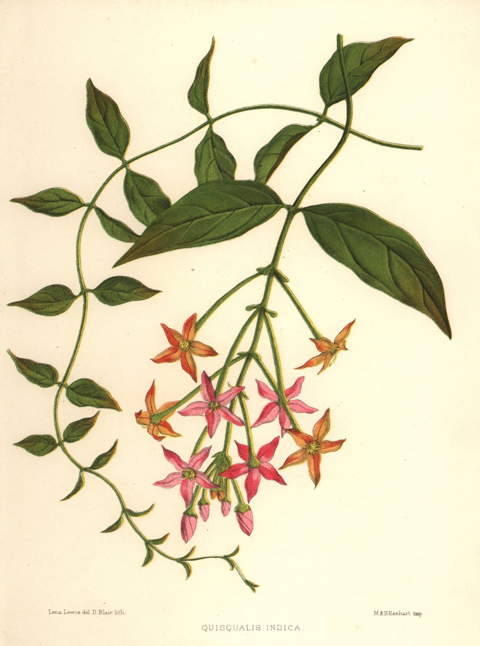 中国のスイカズラまたはRangoonクリーパー、Combretum indicum（Quisqualis indica） 作： 不明