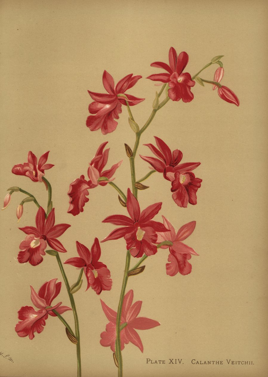 クリスマスオーキッドハイブリッド、Calanthe x veitchii 作： 不明