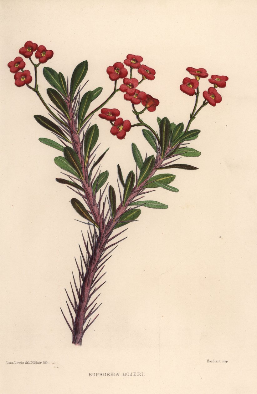 イバラの冠、Euphorbia milii（Euphorbia bojeri） 作： 不明