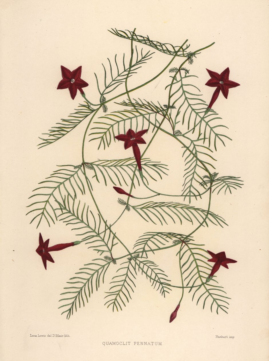 ヒノキのつるまたはヒノキの朝顔、Ipomoea quamoclit（Quamoclit pennatum） 作： 不明