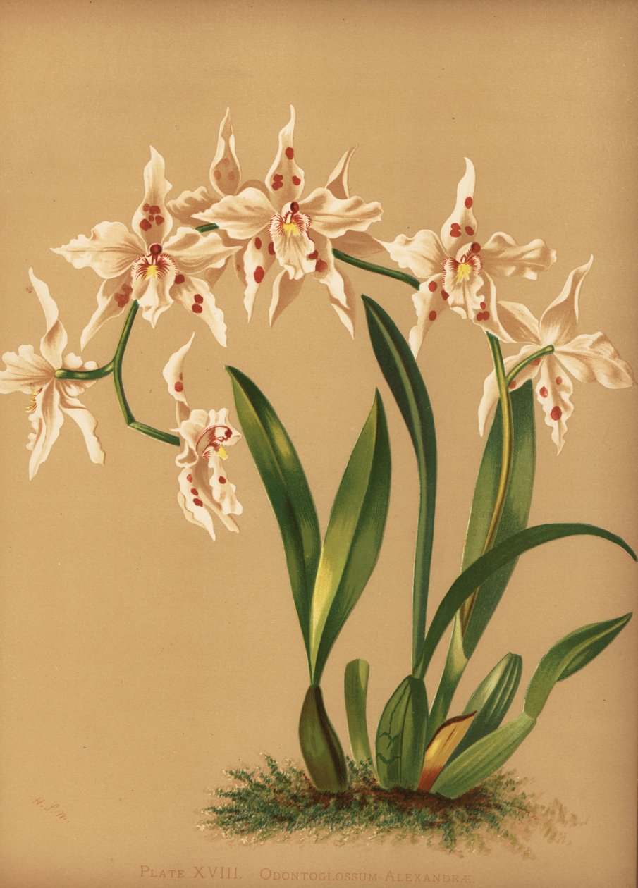 踊る女性蘭、Oncidium alexandrae（Odontoglossum alexandrae） 作： 不明