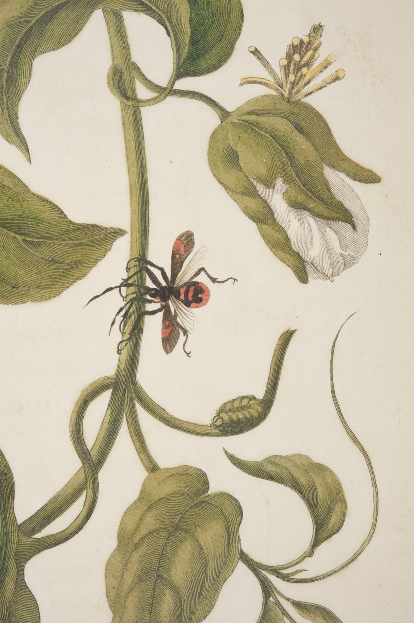マリアシビラメリアン作のMetamorphosis Insectorum SurinamensiumのプレートXXIの詳細、1705 作： 不明