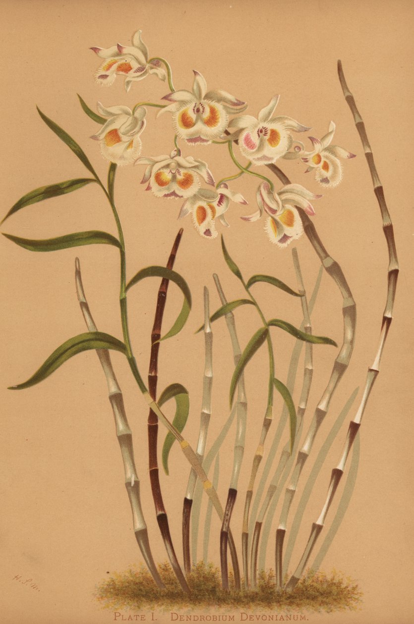 デンドロビウム蘭、Dendrobium devonianum 作： 不明